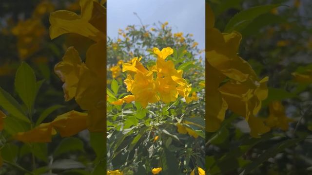 Медитация «Пробуждение» полная версия на канале в разделе : видео #психолог #медитация #релакс #кай смотреть онлайн