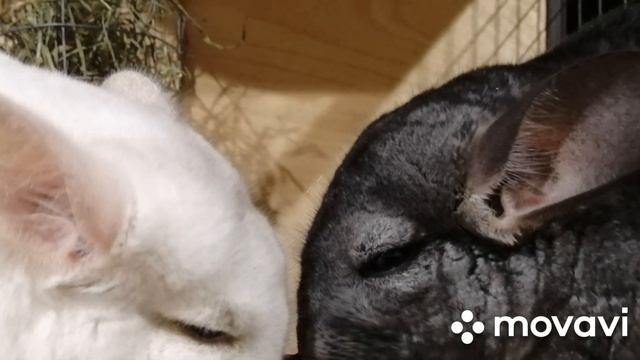 Фото шиншилл. Шотландский котенок. Волнистый попугай. смотреть онлайн