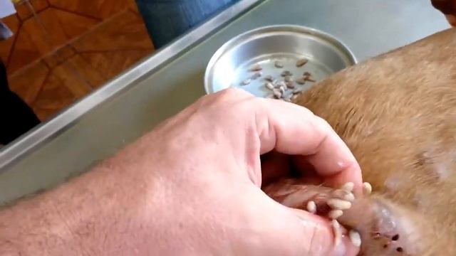 Весь бок собаки искусали оводы, удаление из кожи личинок овода
