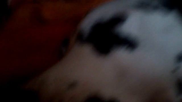 Как ведёт себя далматинец