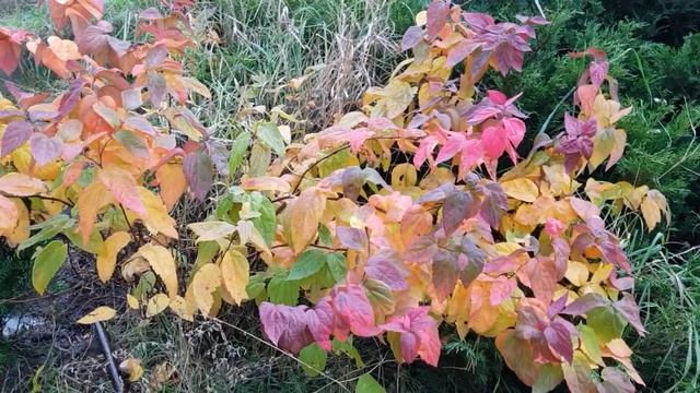 Спирея макрофила! Суммах!! Осень 2018 смотреть онлайн