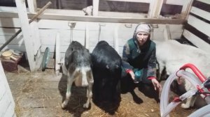 Как помочь козе после сложного окота. Коза упала на ноги.