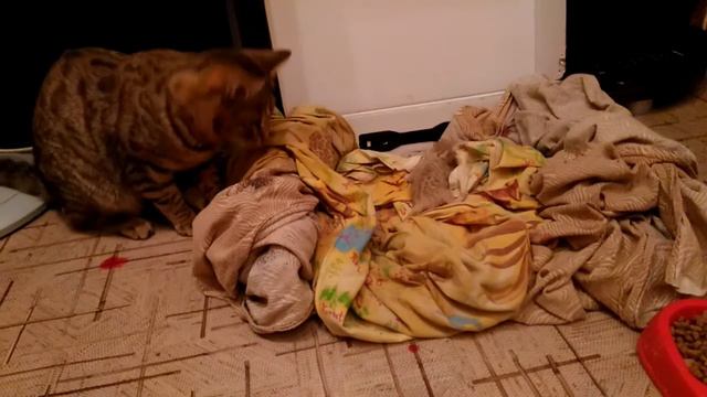 Бенгальские кошки. Знакомство отца и ребёнка смотреть онлайн