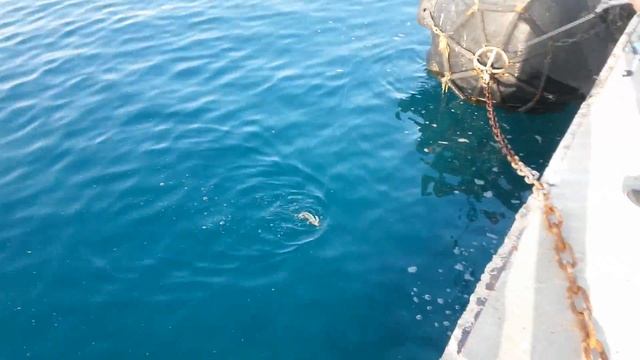 Light rock fishing смотреть онлайн