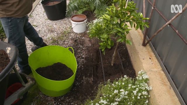 How you can grow a citrus tree anywhere 🍋 | Citrus | Gardening Australia смотреть онлайн