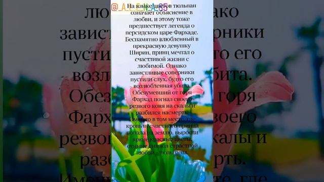 ТЮЛЬПАНЫ- СИМВОЛ ВЕСНЫ И ЛЮБВИ!💐 смотреть онлайн