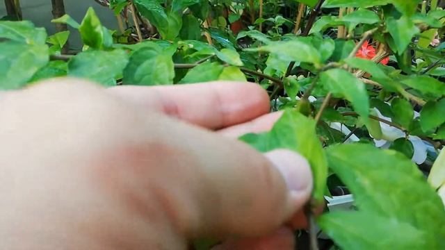 Тунбергия биколор эректа/ Tunbergia Bicolor Erecta