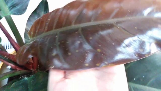 Комнатные цветы . Цветочный магазин "Клевер " ,город Анапа. смотреть онлайн