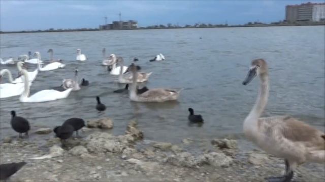 Крым Сакское Розовое озеро Лебеди по трассе в Евпаторию ждут туристов всегда смотреть онлайн