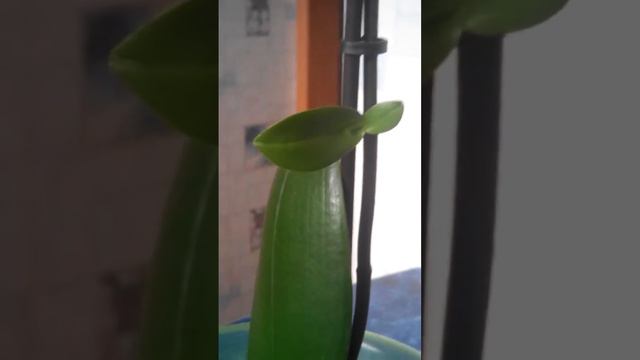 Детка Орхидеи. Часть 3. смотреть онлайн