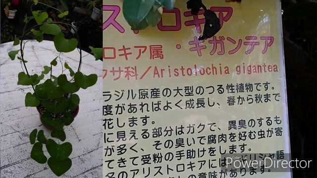 Выставка орхидей в Химедзи.2
姫路市手柄山温室植物園で洋らん原種展 2019/10/5 смотреть онлайн