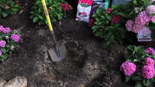 HOW TO PLANT YOUR HYDRANGEA with new intro and 1080p смотреть онлайн