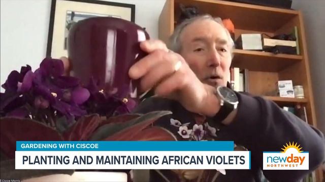 African Violets Add Year-round Color To Your Indoor Landscape - New Day NW