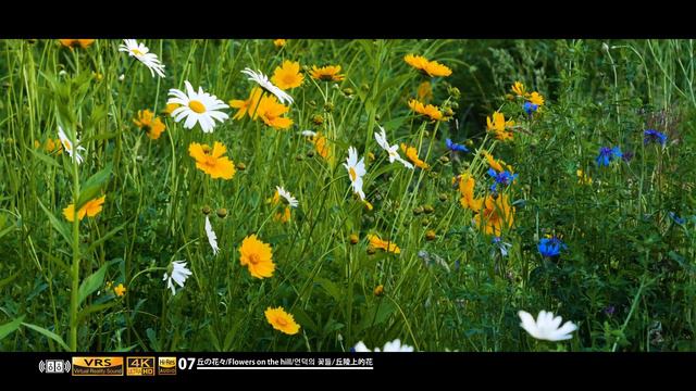 🔊07 Ocarina aroma Flowers on the hill-4K Relaxing Video Virtual Reality and 24bit 96khz Sound смотреть онлайн