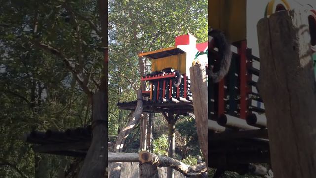 Кормление бинтуронгов в зоопарке Кхао-Кхео Таиланд смотреть онлайн