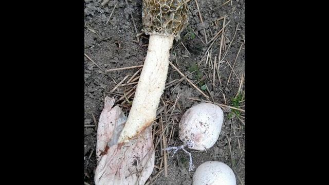Phallus hadriani смотреть онлайн