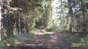 Дорога На рыбалку на реку Луга по левому берегу ниже Сабска в поисках места ловли