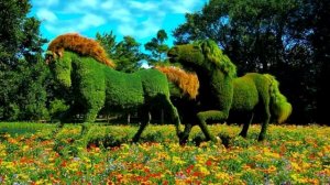 топиарии в вашем саду   3 ч.