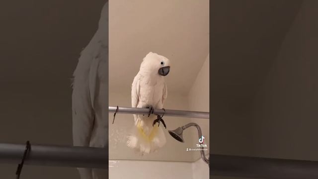 Cockatoo using his toes to play ? смотреть онлайн