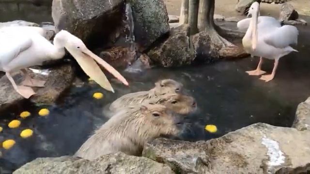 React beautiful animals смотреть онлайн