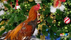 Жить здорово! Выпуск от 30.12.2016