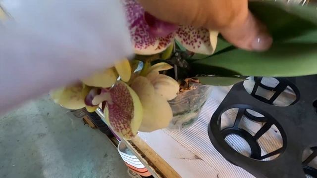 Цветочный рынок Kaohsiung смотреть онлайн