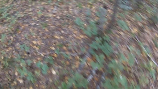 Тайга,сбор кедрового ореха смотреть онлайн