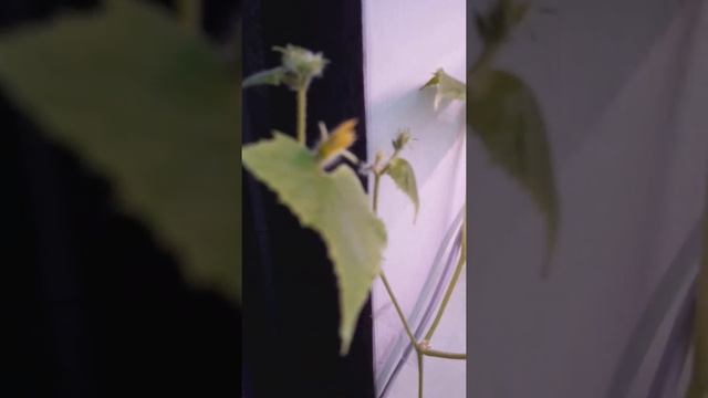 Огурец, перец, помидор на окне зимой. Мой эксперимент. #рассада смотреть онлайн