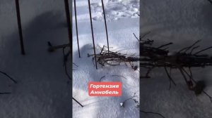 Гортензия Аннабель в начале марта ?