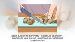 Как вырастить ИМБИРЬ на подоконнике из магазинного корня. Ч. 1