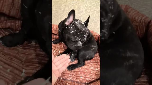 Французский бульдог-хулиган😂😂😂 смотреть онлайн