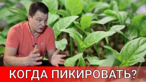 3 основных вопроса при выращивании рассады перца, на примере перца цицак