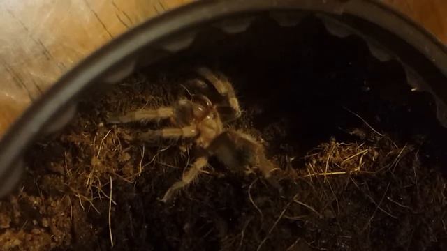Brachypelma vagans l6 смотреть онлайн