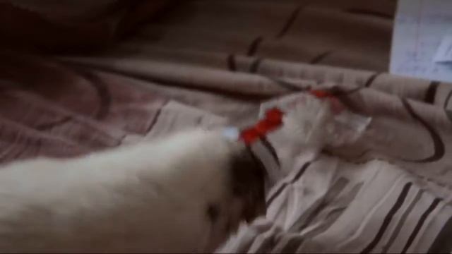 Крысы и конфеты смотреть онлайн