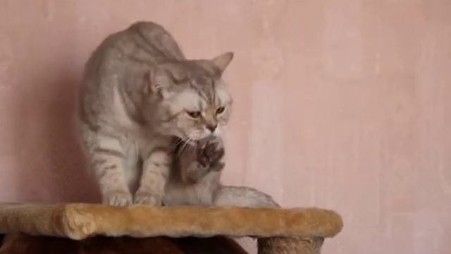 Кошка моется / cat washes смотреть онлайн