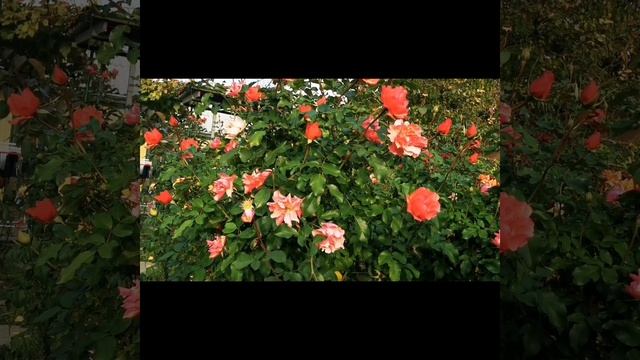 ?ЖАН КОКТО? не убиваемая, неподражаемая #флорибунда от Меilland?#сорта_роз. смотреть онлайн