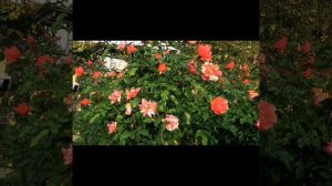 ?ЖАН КОКТО? не убиваемая, неподражаемая #флорибунда от Меilland?#сорта_роз.