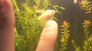 Подготовка тернеций к нересту. Когда тернеций сажать на нерест_