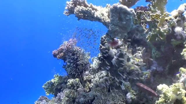 Middle Garden, Sharm el Sheikh смотреть онлайн