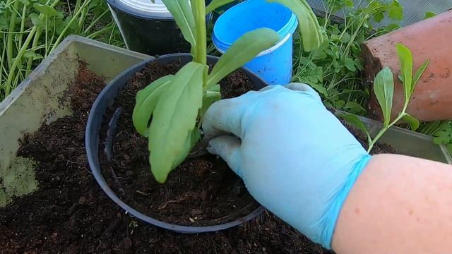 Выращивание Гелениума из семян Мой опыт смотреть онлайн