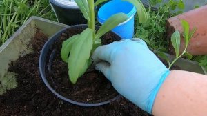 Выращивание Гелениума из семян Мой опыт