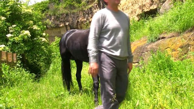 Мой друг, прекрасный вороной конь... смотреть онлайн