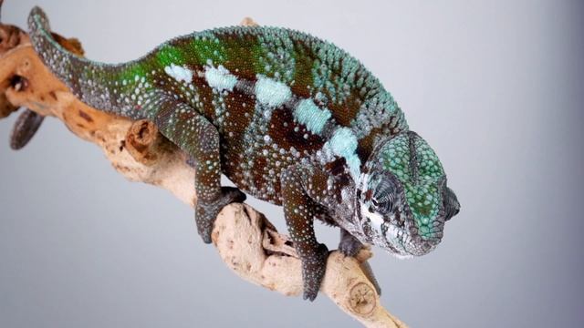 Reptiles For Kids | What Is A Reptile? Learn All About Reptiles And Their Characteristics