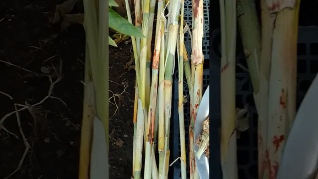 Сорго сахарное. смотреть онлайн