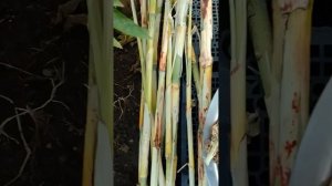 Сорго сахарное.