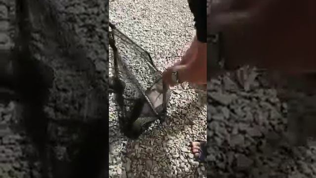 Платная рыбалка, пруд Чёрные камни 13.06.21. Карпик. смотреть онлайн