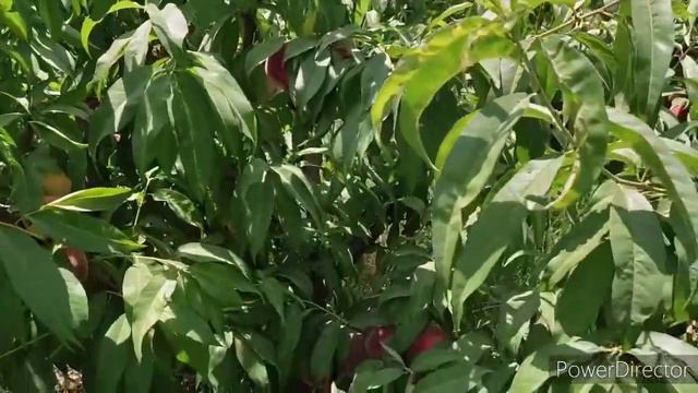 Без названия. Сочные персики. Мммм. смотреть онлайн