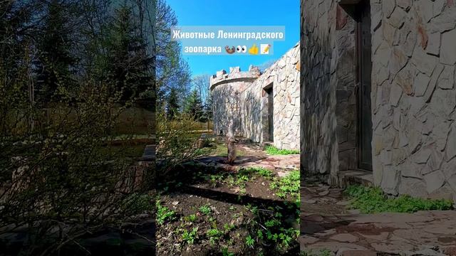 Животные Ленинградского зоопарка ☀????#sunday #spb #travel #walking #zoo #animals #спб #выдра смотреть онлайн