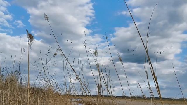 Налетели дикие гуси. смотреть онлайн