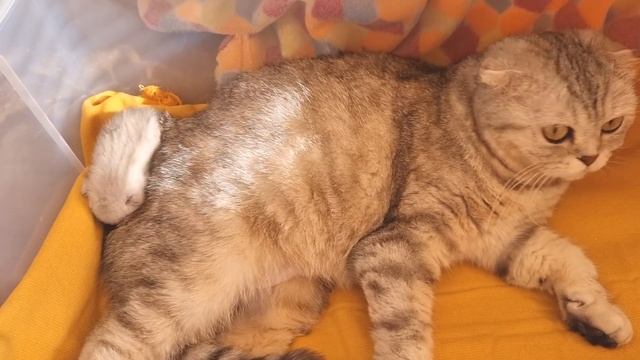 Котенку 6 дней и смотрите как Мама Кошка мило ухаживает за своим единственным Котенком смотреть онлайн